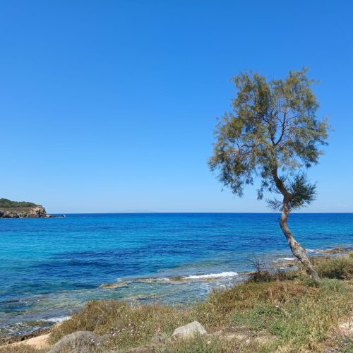 Sea view with tree